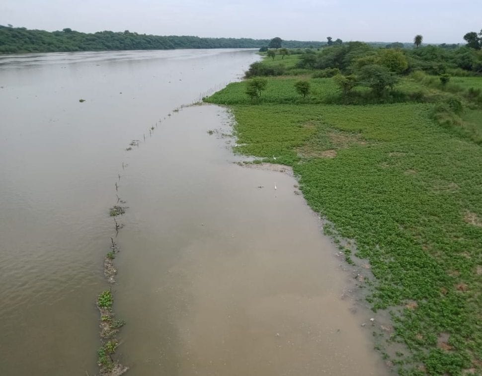 Hundreds of bigha crops are expected to be destroyed by Chambal's burnt water level in etawah