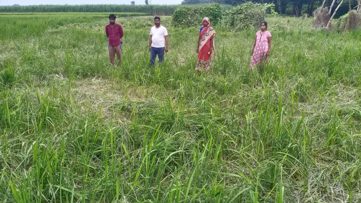 Elephants came out of Dudhwa causing trouble in village