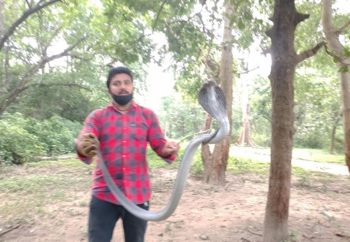 Rare species of snakes in Kalagarh