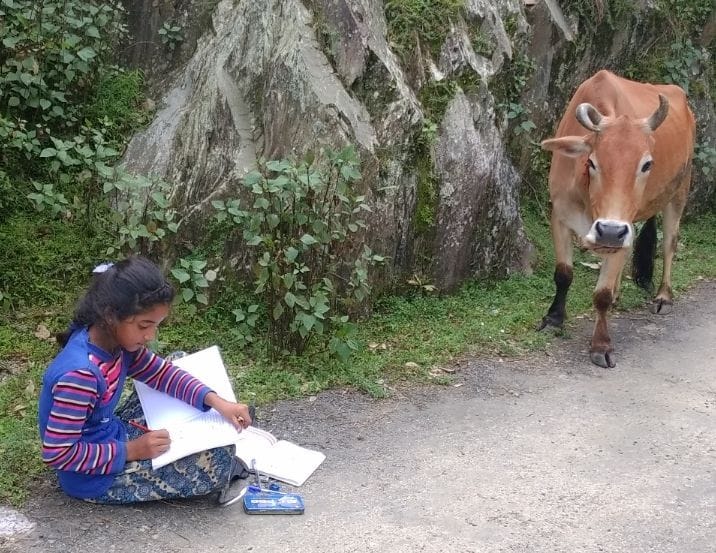 Nikita is studying along with cow grazing