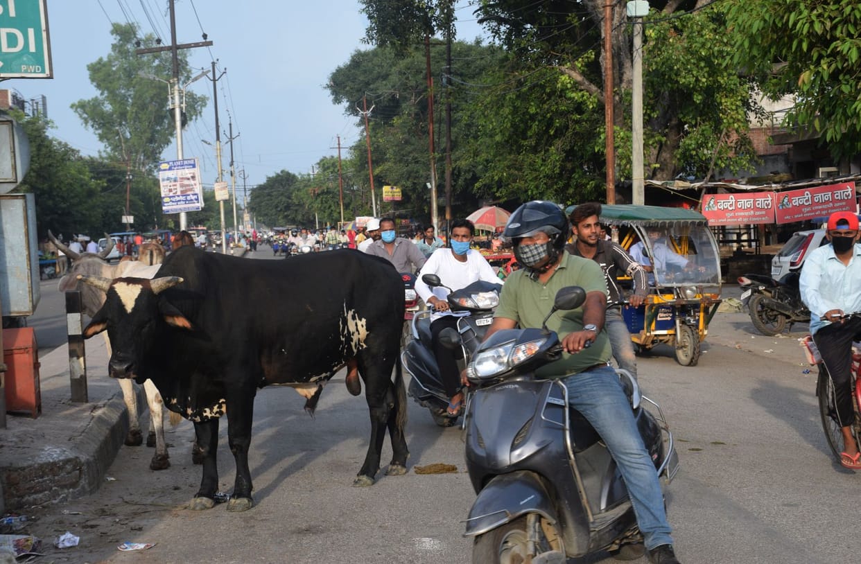 Who is responsible Ten million rupees a month spent, yet the animals are turning into death
