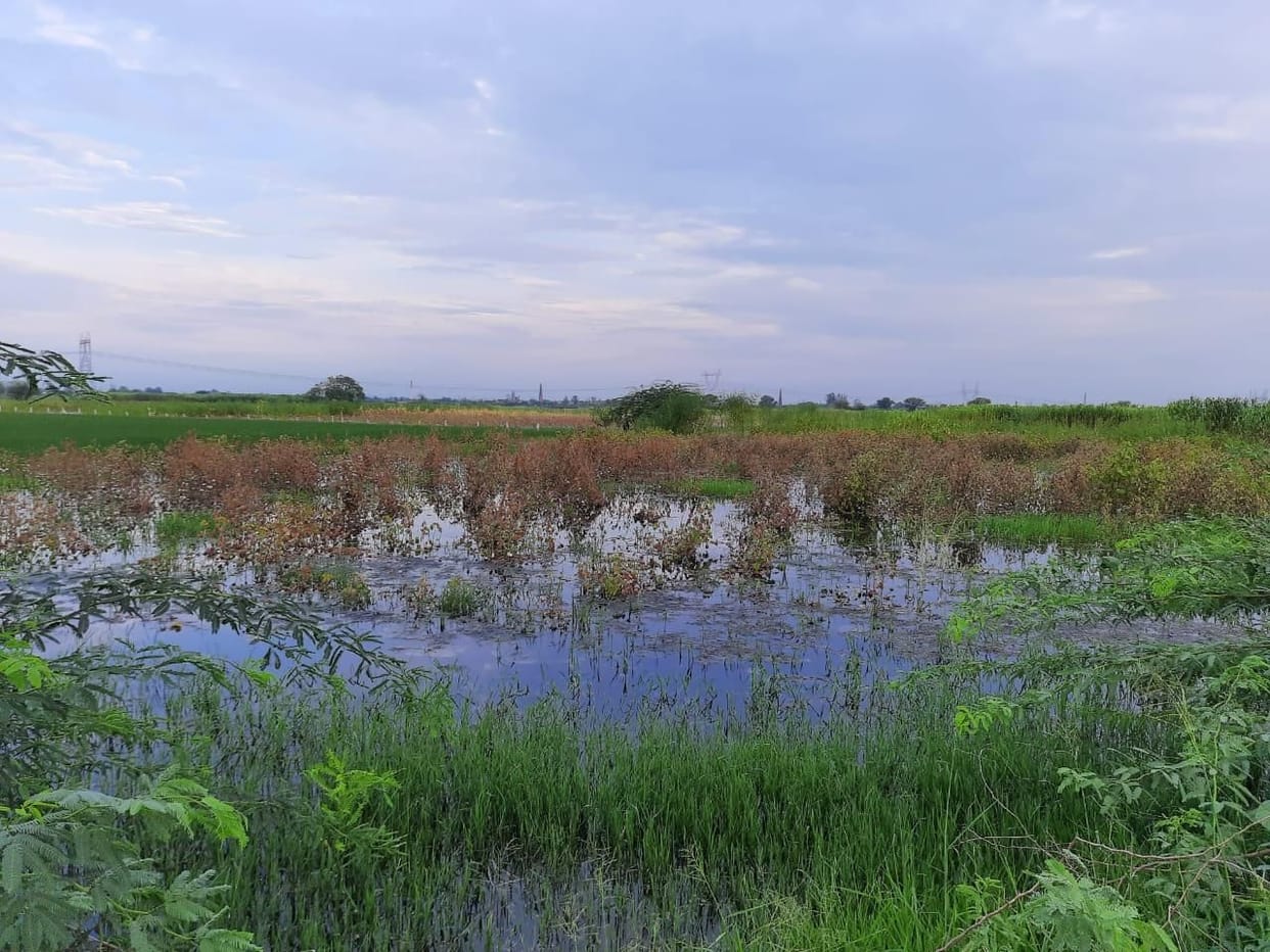 Crops affected due to water logging