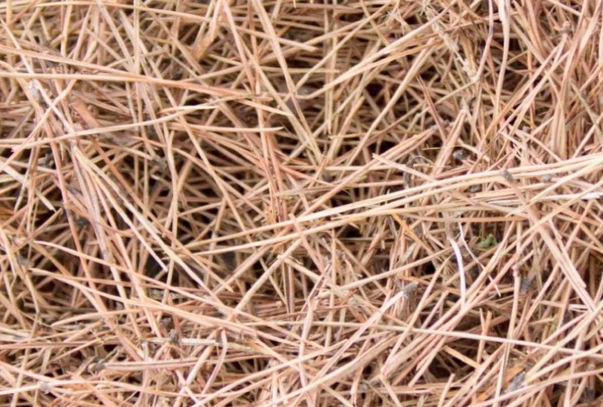 Himachal govt to produce fuel bricks from pine leaves