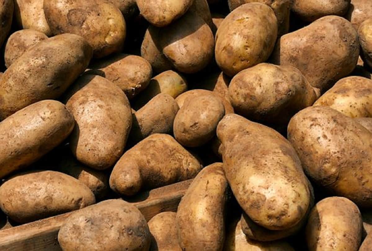 aeroponic potato farming in hindi new farming potato techniques