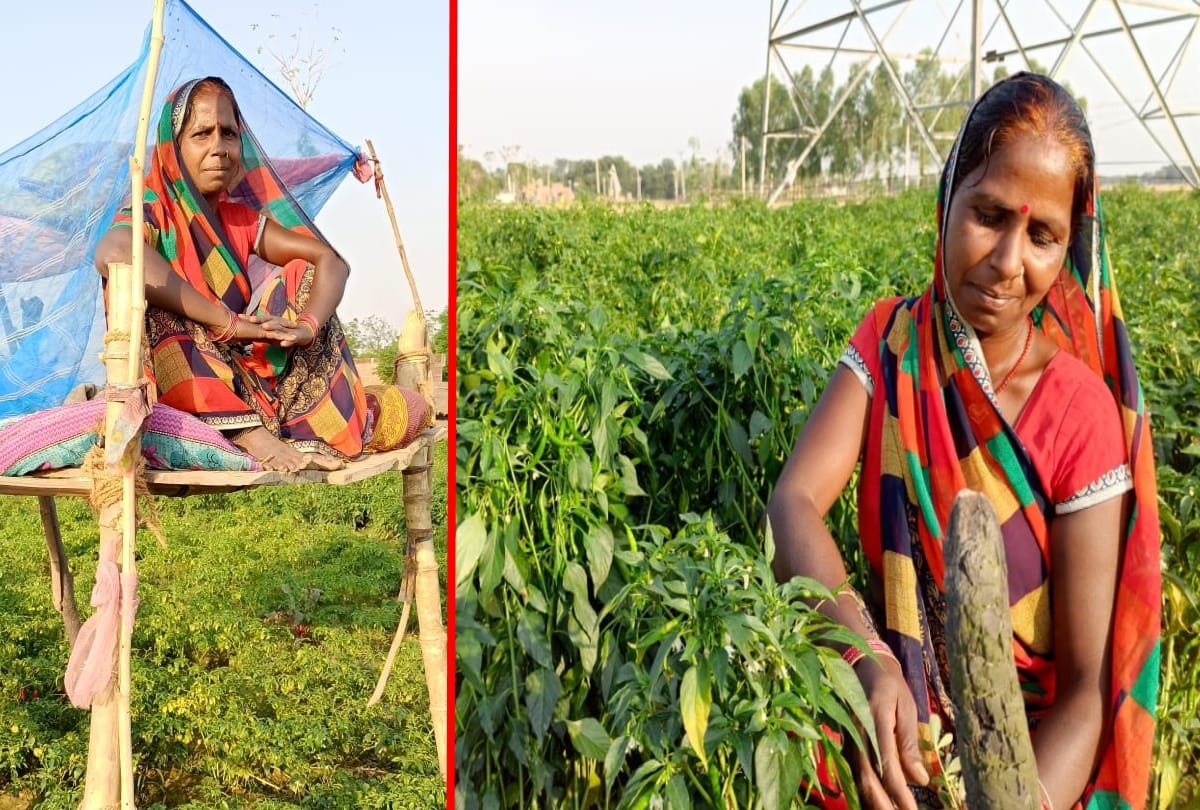 special story of Gujarati devi for agriculture news