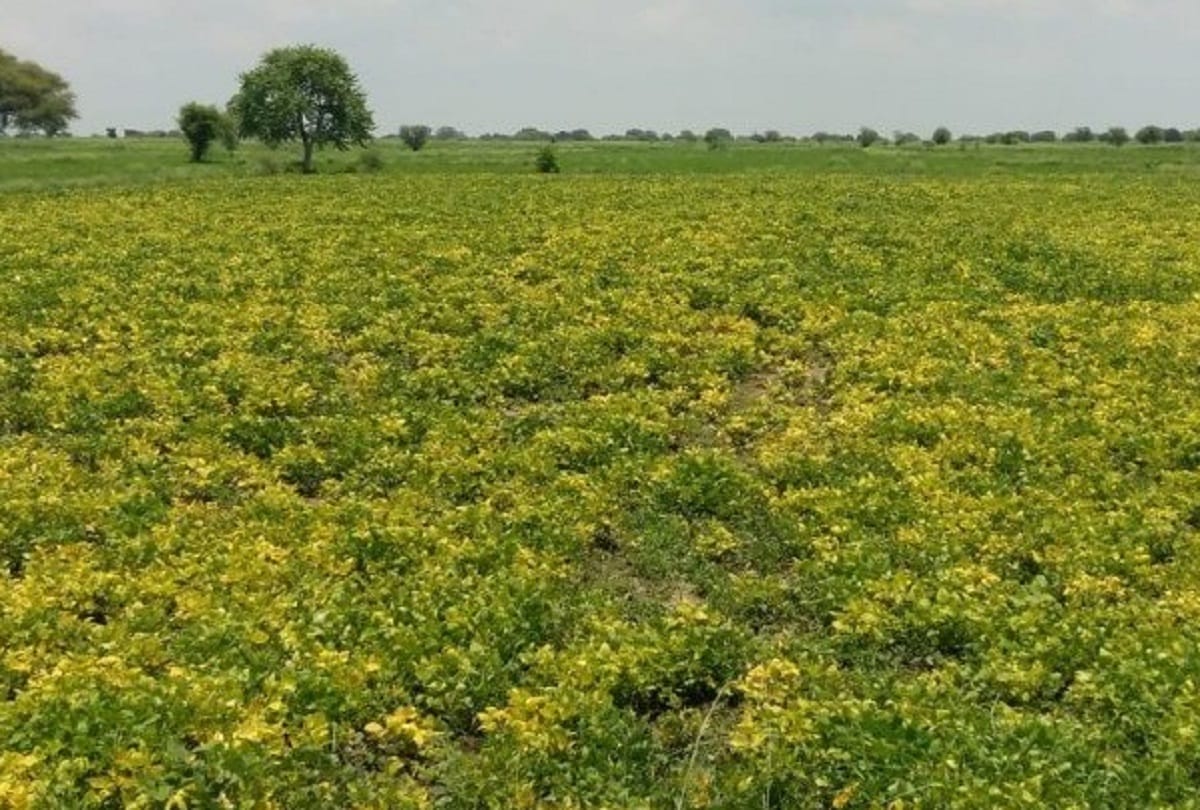 Fast attack Virus in bundelkhand crop