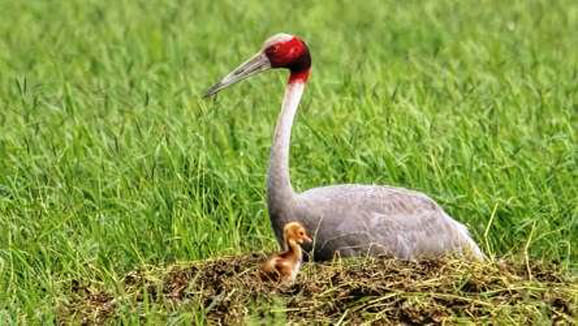 Number of cranes is increasing in the district