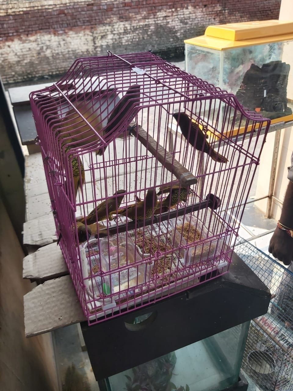 Free many wildlife including rare species of turtles