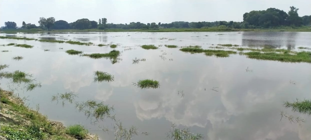 400 acres of paddy crop wasted due to chemical water of sugar mill