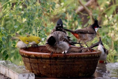 the joy of bird watching seeing birds from home types of birds in delhi