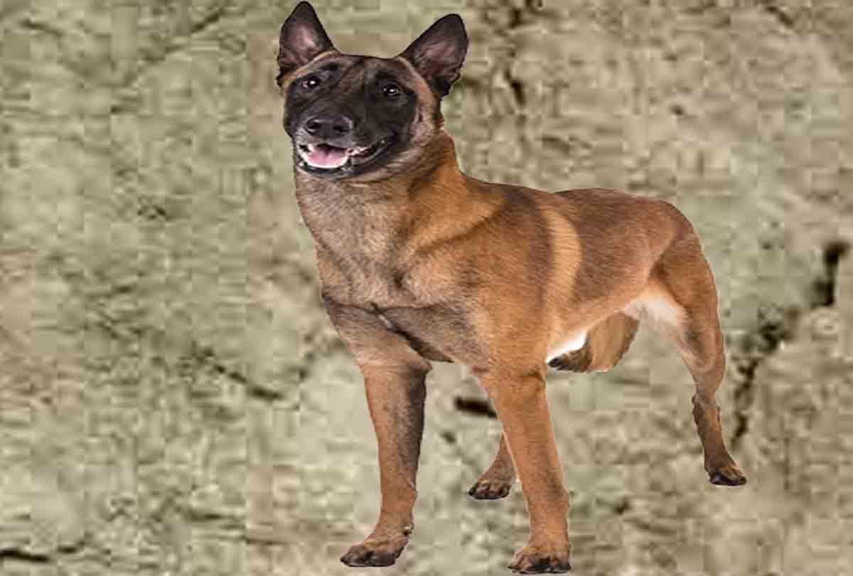 team of 20 Belgian dogs returned from Bangalore after six months of training