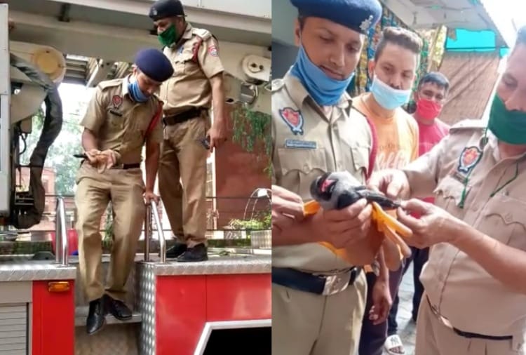 Chandigarh News in Hindi: Firemen rescued crow in Chandigarh
