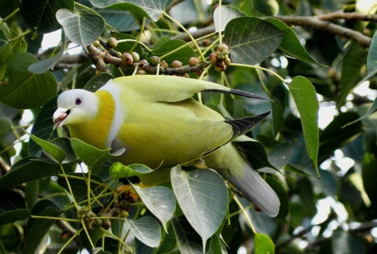 the joy of bird watching seeing birds from home types of birds in delhi