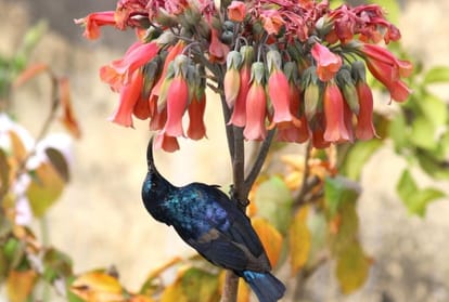the joy of bird watching seeing birds from home types of birds in delhi