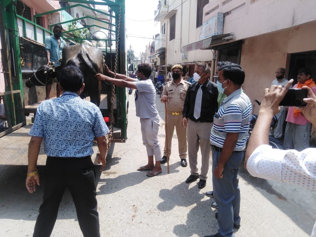 Dairy in Chandra Nagar seized cow and buffalo