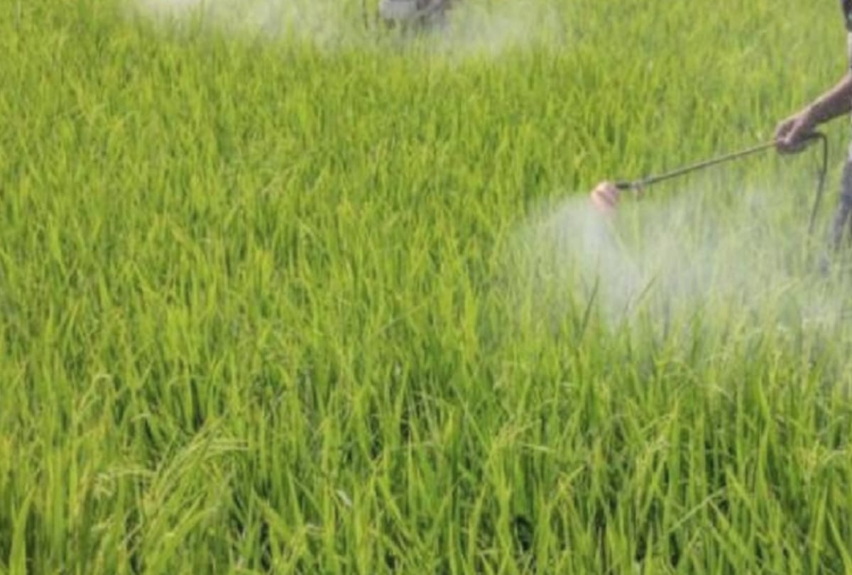 Himachal govt in action on supply of banned insecticides, Horticulture department ordered to take immediate action in the matter