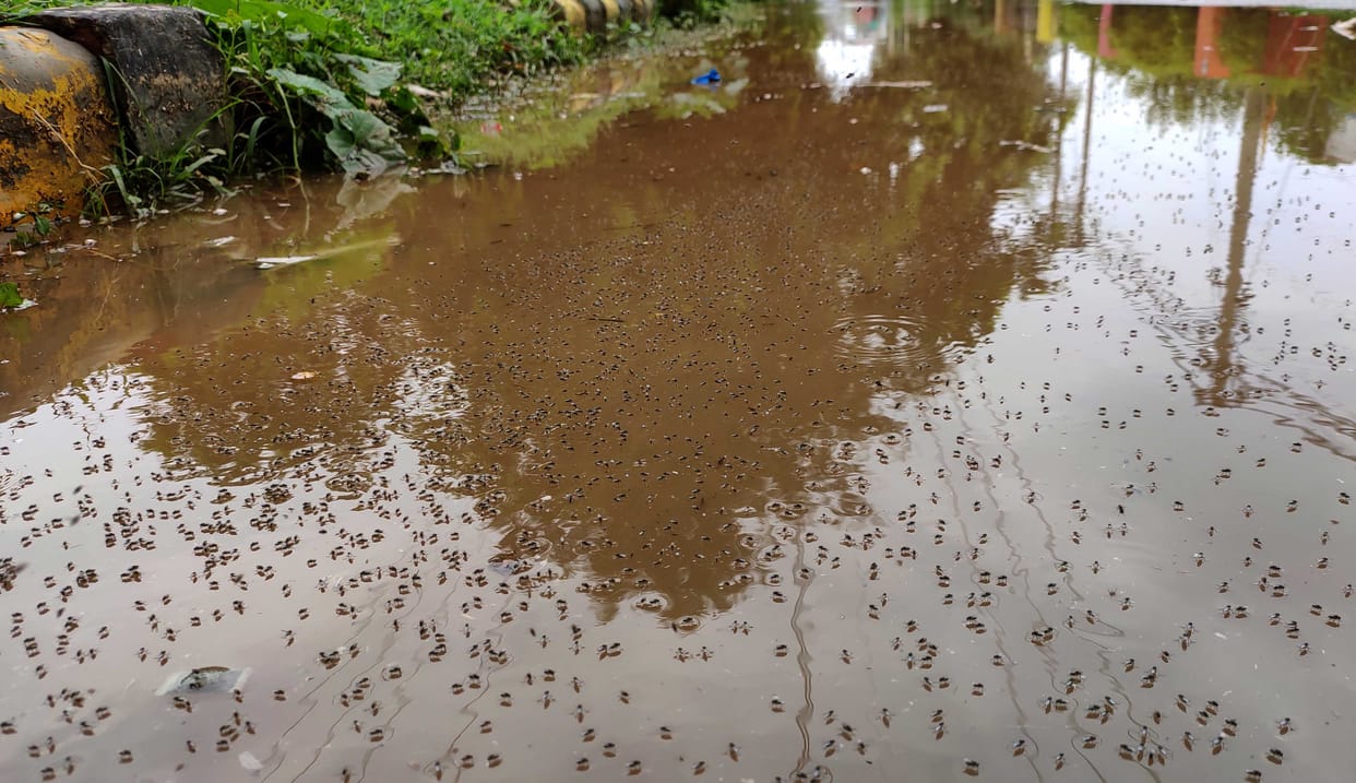health diseases spreads due to water logging in gurugram
