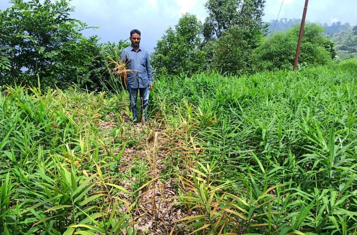 Shock: Water falls on the hard work of ginger farmers