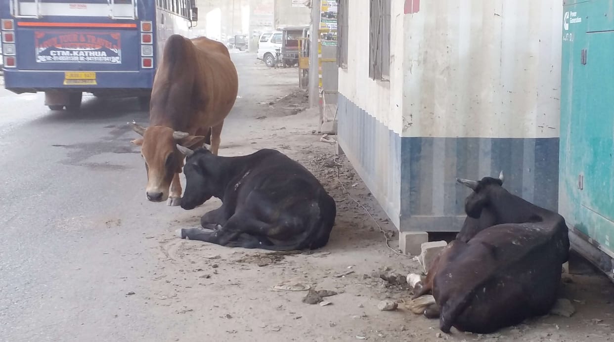 Accidents are increasing due to holiday animals