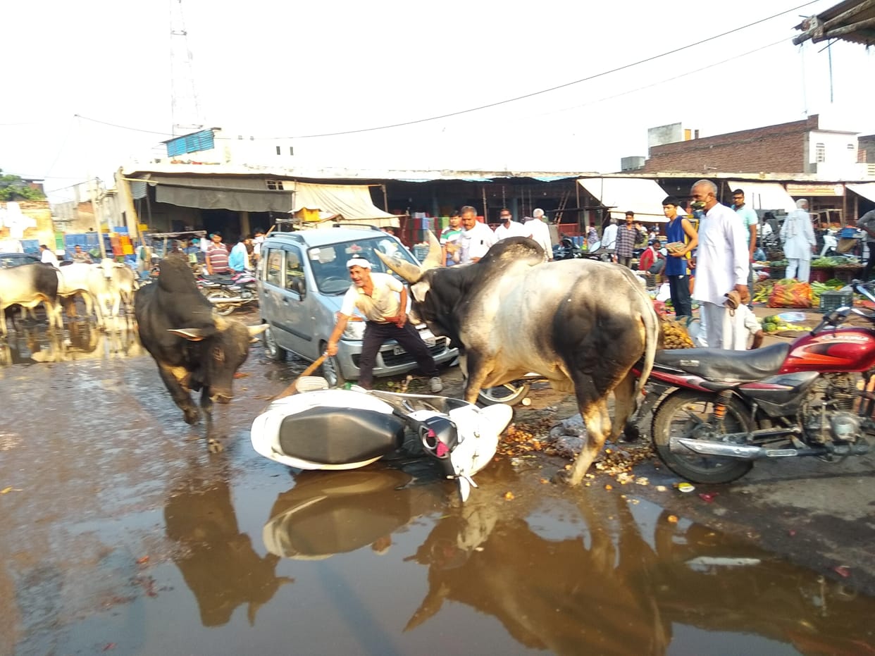 Bulls clashed in vegetable market, two people injured, many bikes damaged.