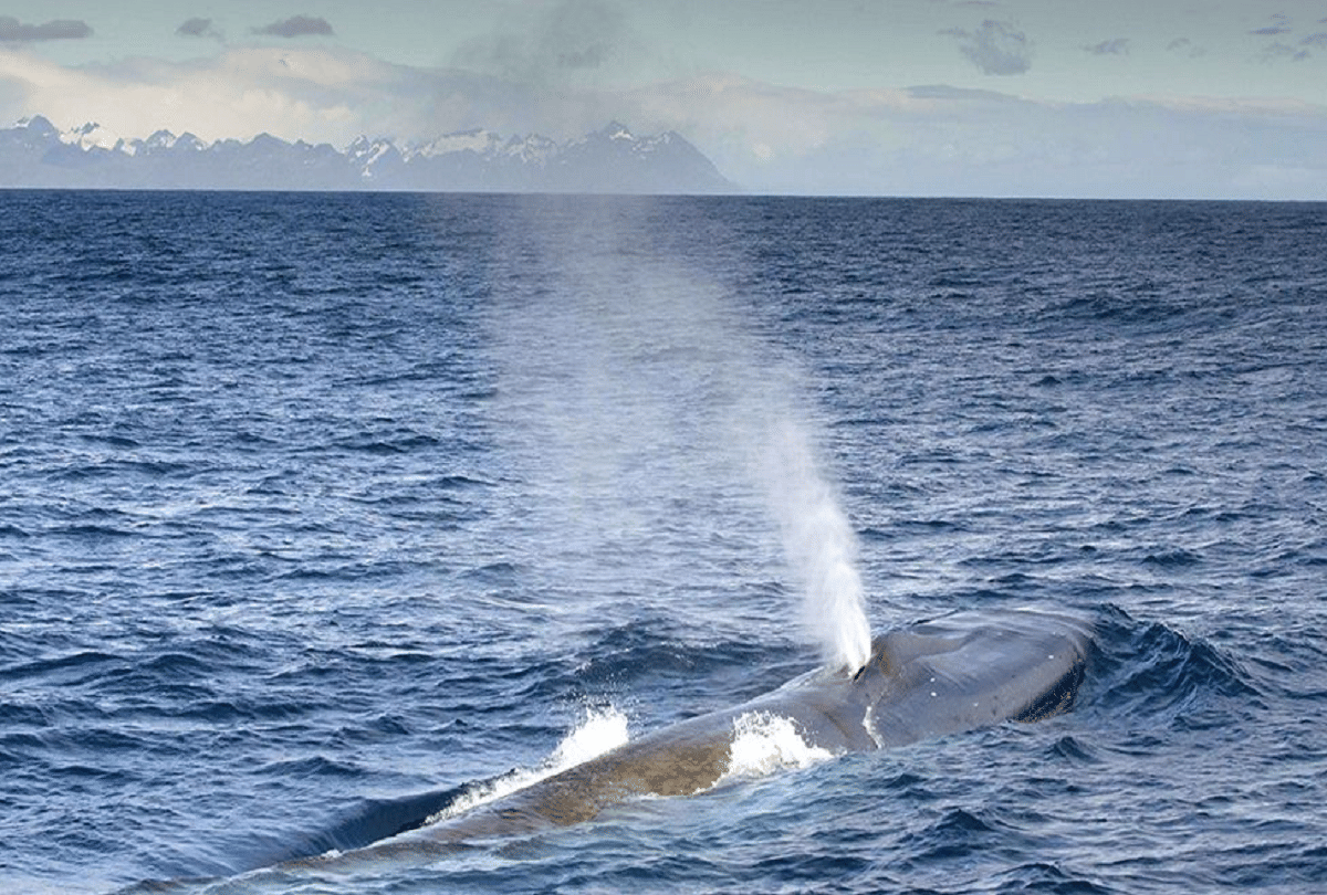 sperm whale teeth is so expensive only sells one tooth in millions