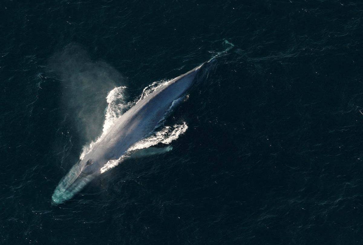 World largest animal found on earth Blue whale captured in camera near the beach in Sydney
