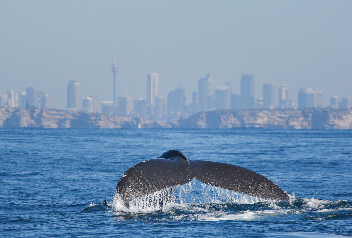 know interesting facts about ambergris why is whale vomit so expensive