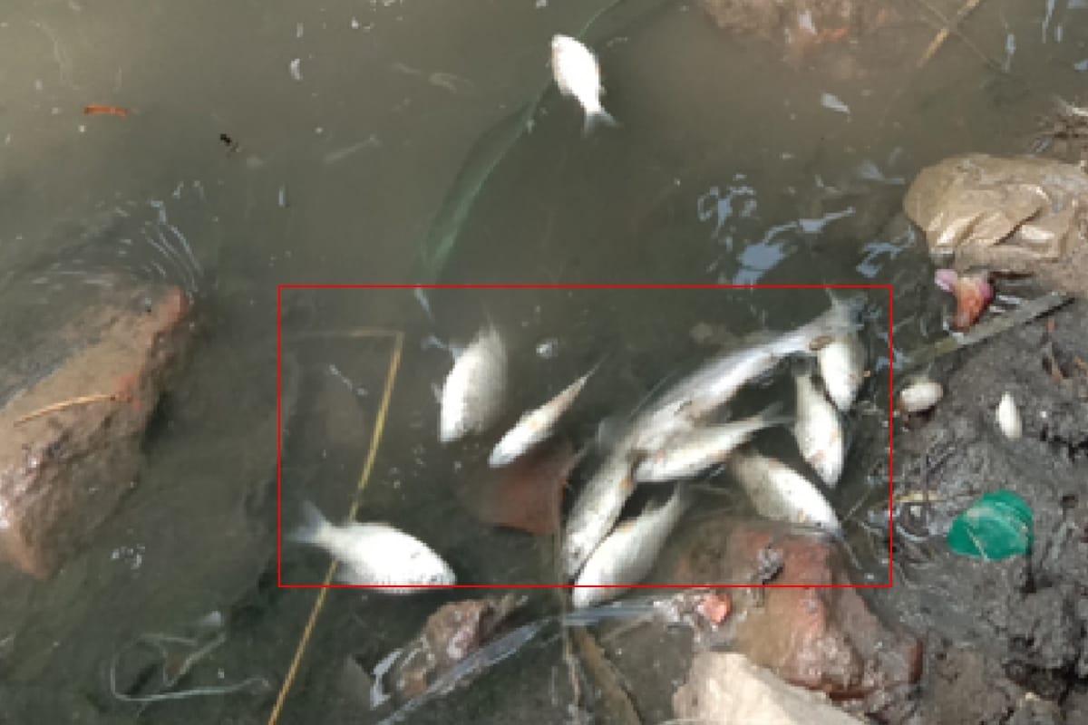 Saharanpur: Pondhoi river water Poisoned, thousands of fish died