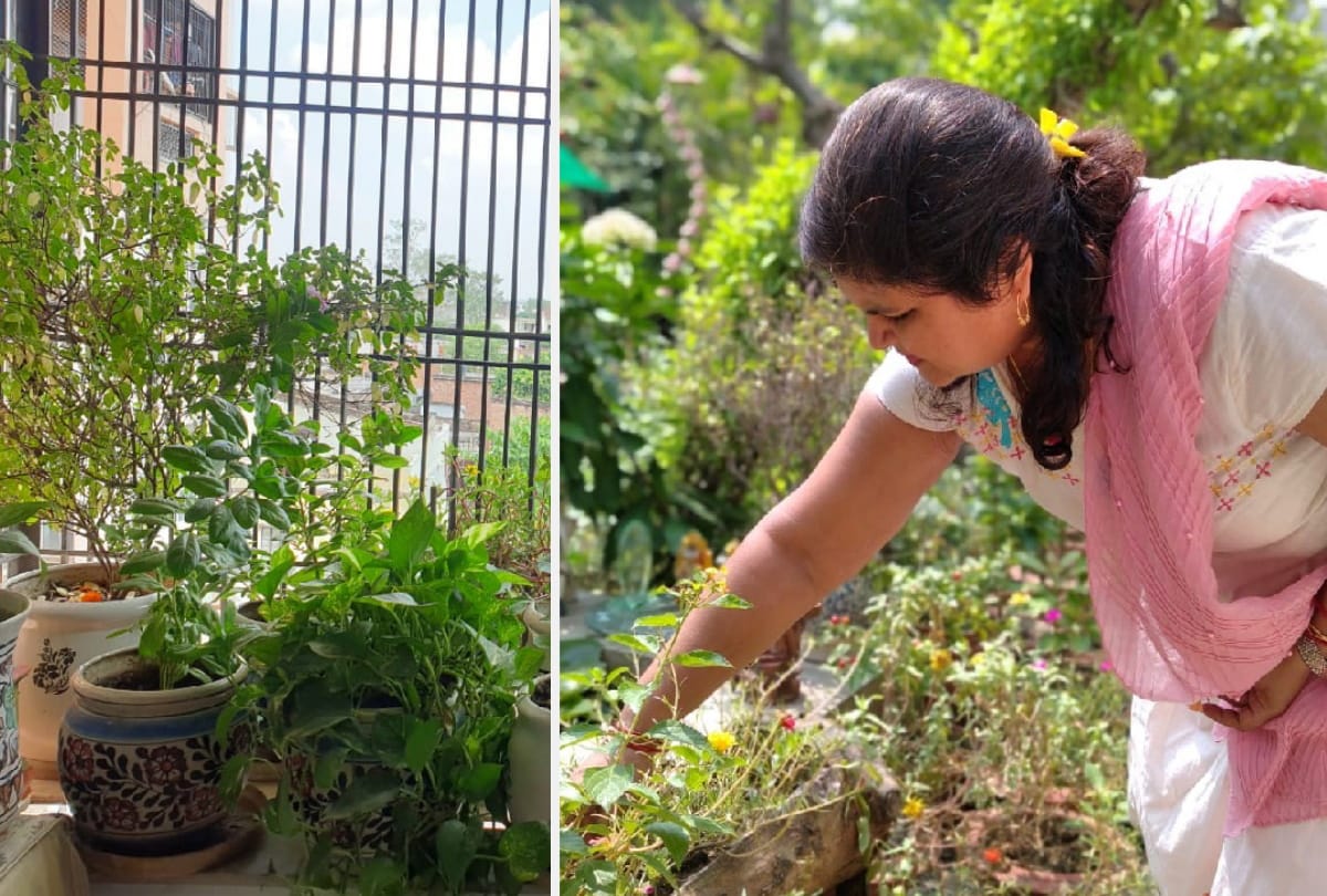 Special story of beautiful Gardening by Anupama Singh, Dr. Mihir and Poonam Singh in gorakhpur