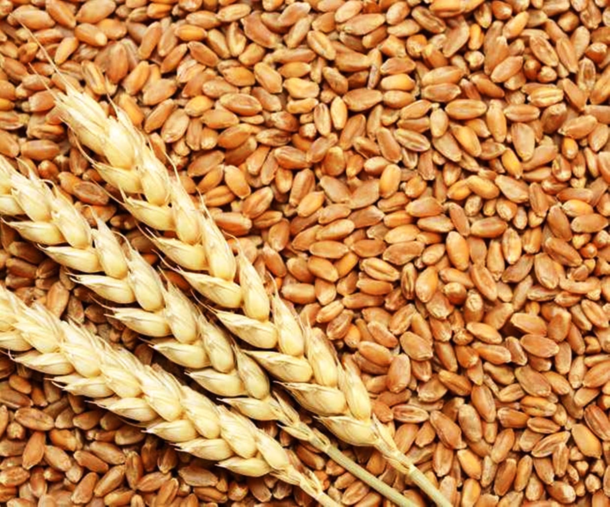 Prices of wheat fell due to low demand
