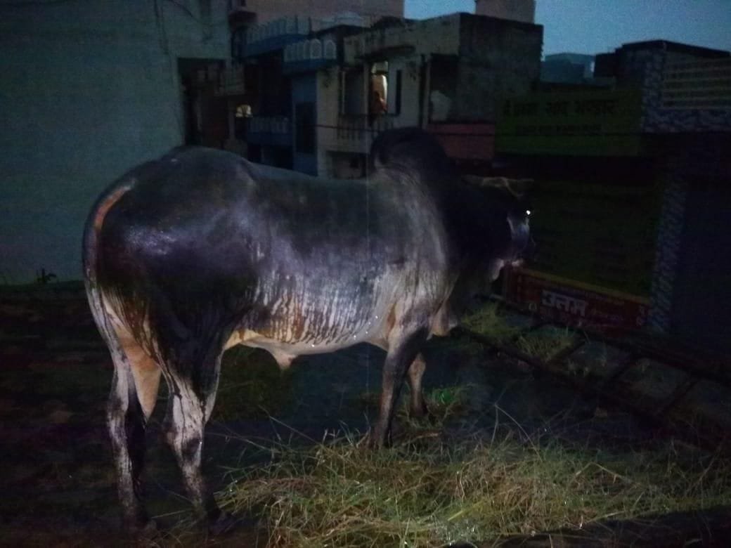 The bull climbed on the roof of the shops, the roof broke down and fell down.