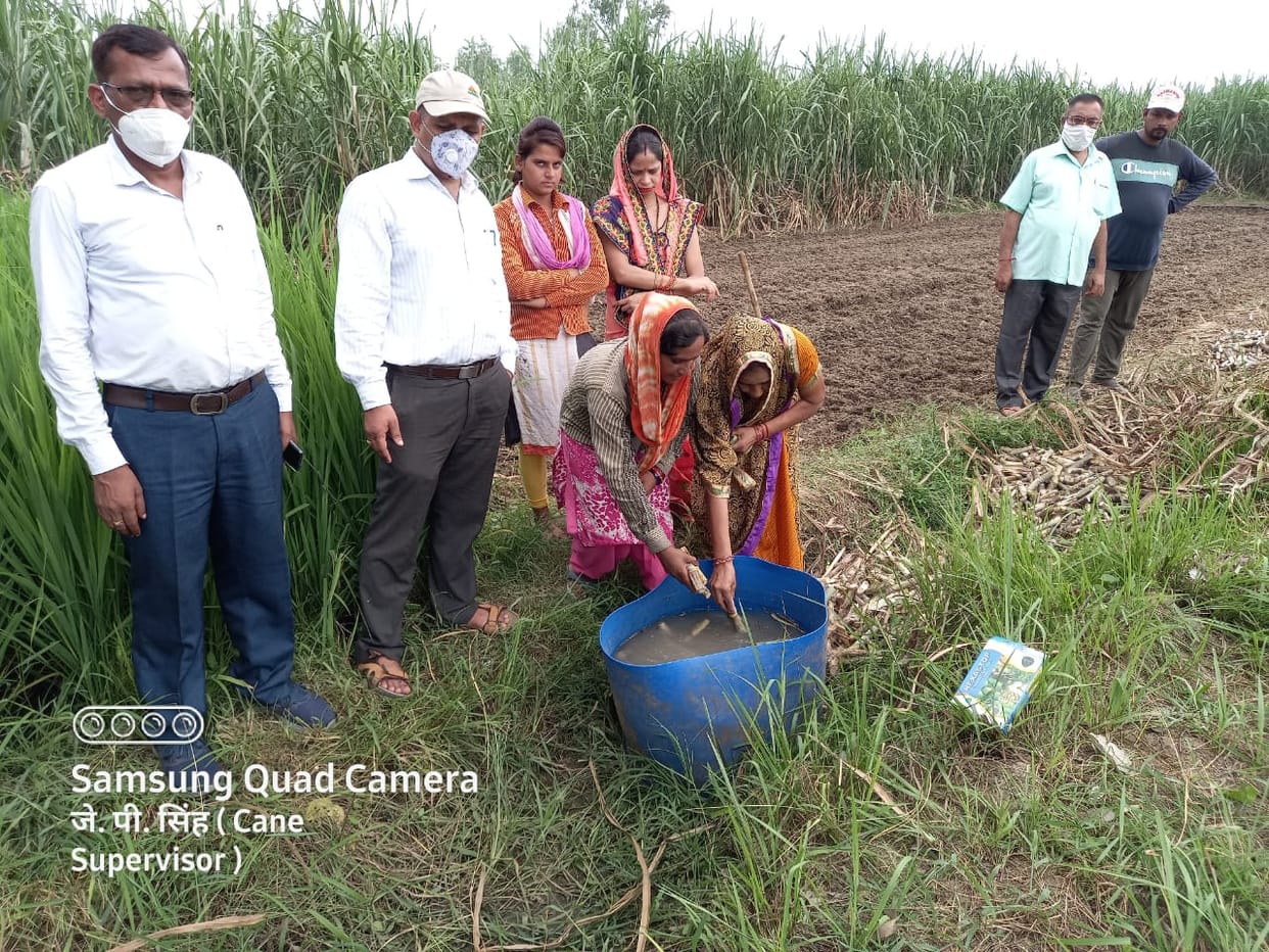 Women engaged in preparing sugarcane nursery