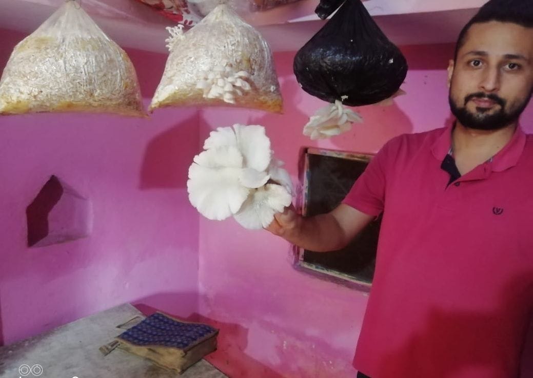 Overseas engineer Young produced oyster mushroom in home room