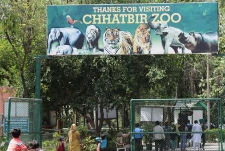 Chandigarh News: Chhatbir Zoo will open in October, Many facilities went online