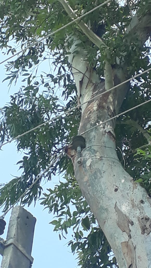 The power line being removed from between the trees