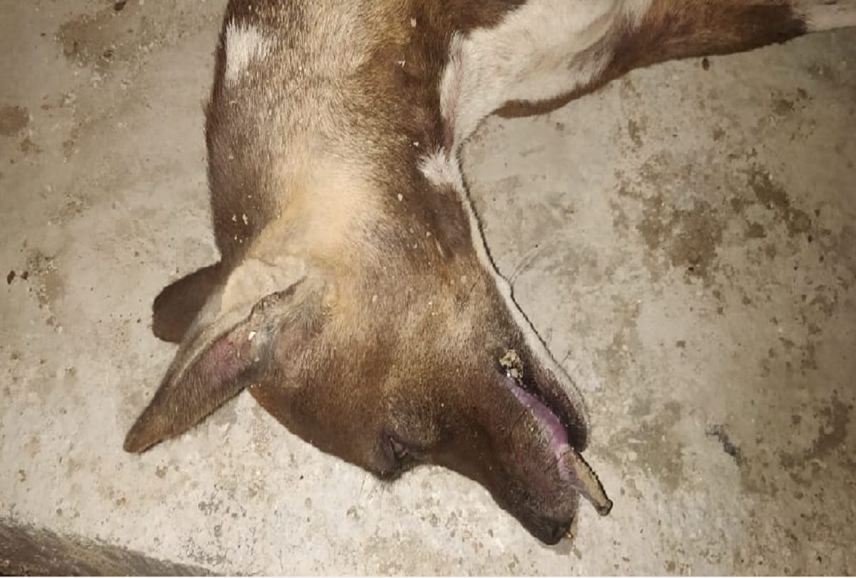 Dog dies in Mayur Vihar, police will investigate