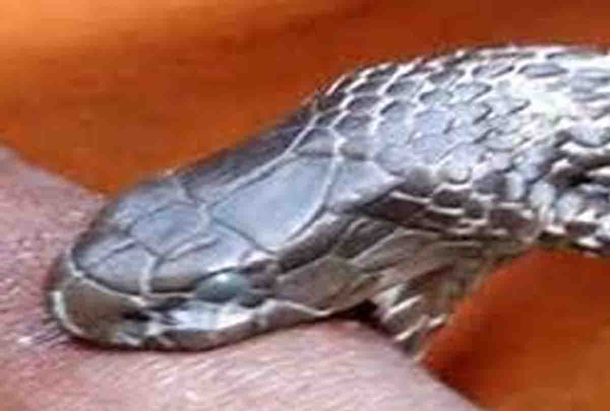 Three dead including couple from snakebite in banda