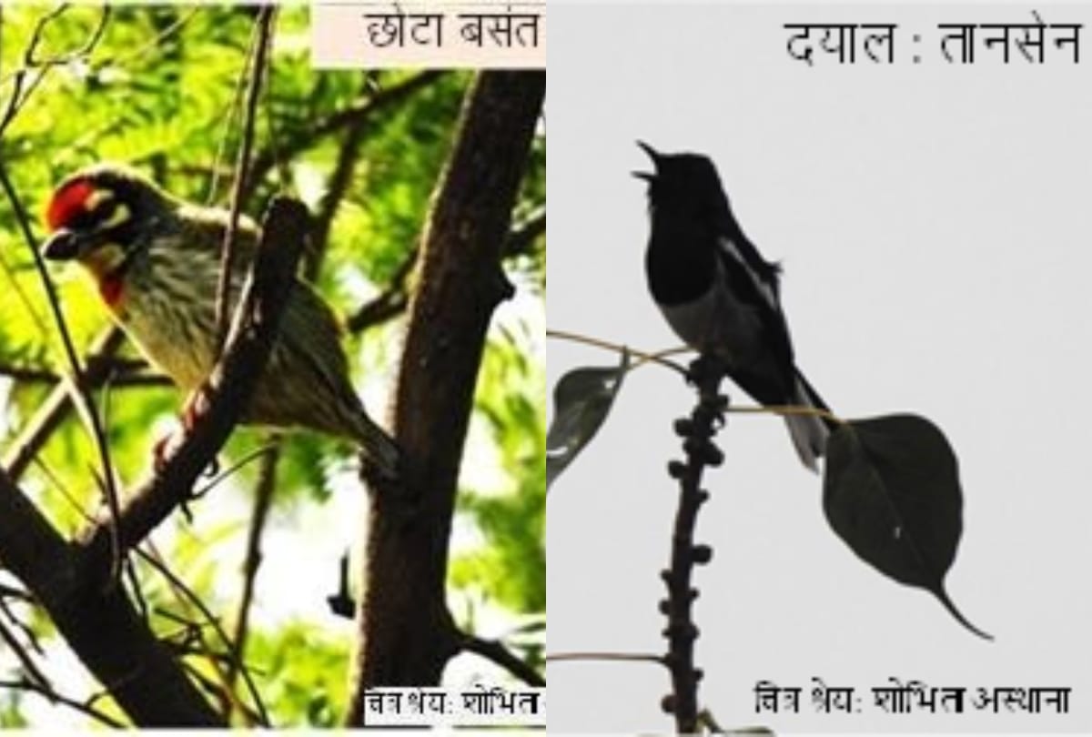 the joy of bird watching seeing birds from home types of birds in spring season bird watching from my window nature and bird lovers