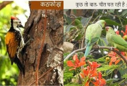 the joy of bird watching seeing birds from home types of birds in spring season bird watching from my window nature and bird lovers