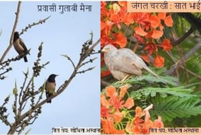 the joy of bird watching seeing birds from home types of birds in spring season bird watching from my window nature and bird lovers