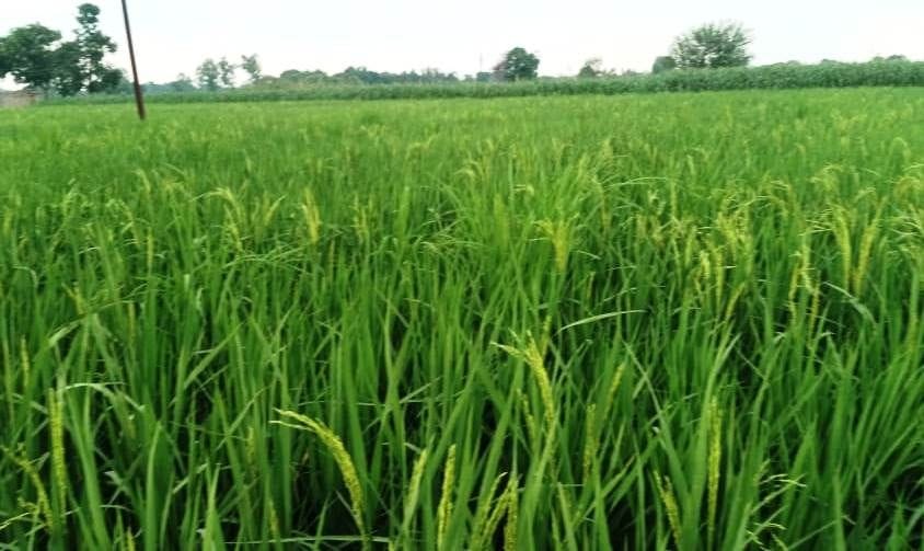 farmers of kasganj,kasganj farmers,etah farmers,paddy field of kasganj,paddy field of etah,paddy farming up,farmers news,farmers news up,up farmers,amar ujala farming news,farming news,farming news beat