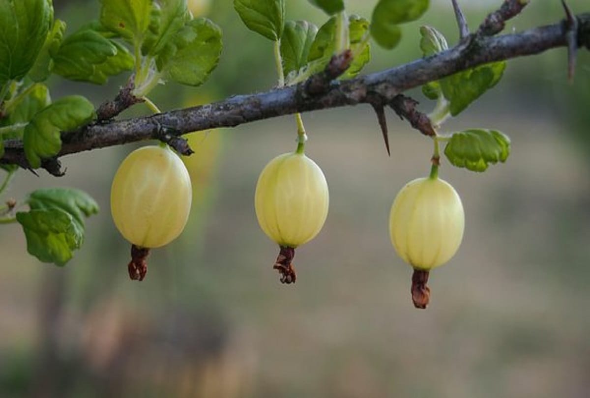 Home remedies for acidity or Stomach irritation in hindi