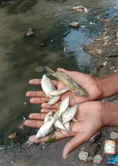 Poisoned Pondhoi river water, thousands of fish died