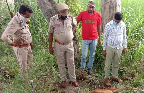 the two calf died in the attack of wild animal, the villegers are awooried about wild animal like tandua