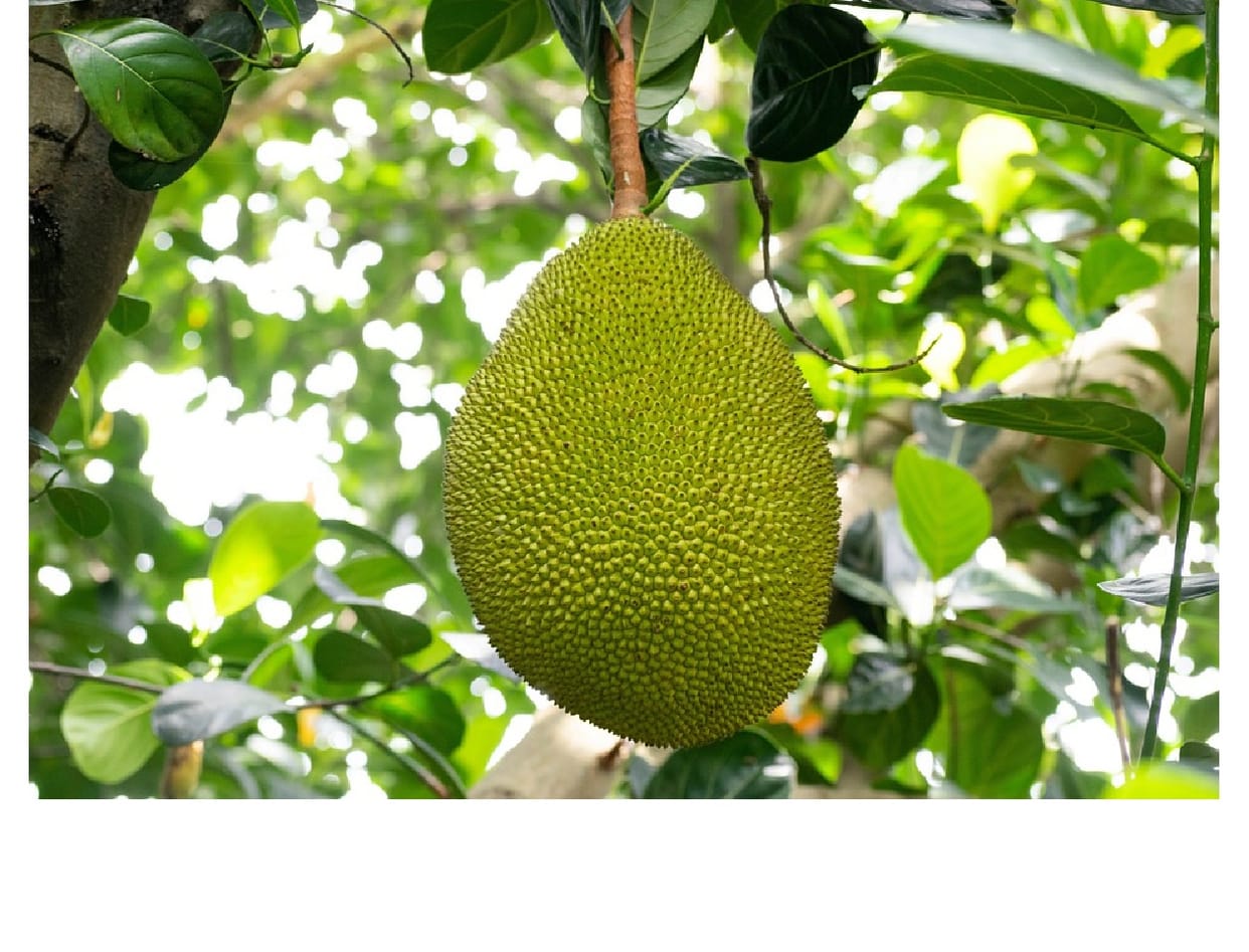 Varanasi: Now Sheikh of Dubai will also taste the taste of Kashi's jackfruit, demand for vegetables increased