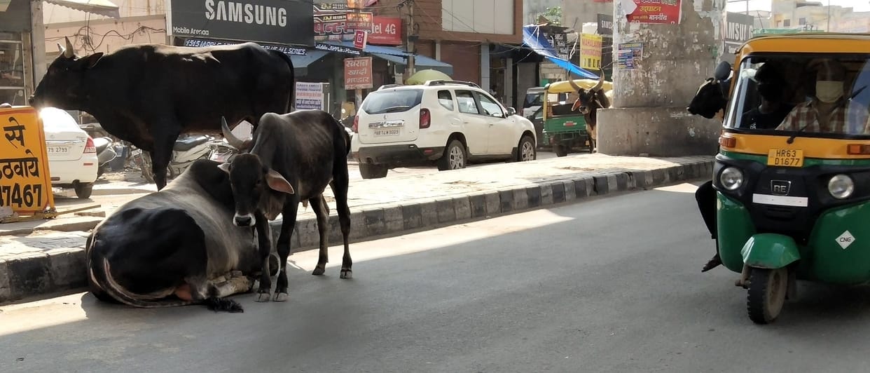 Bike riders injured in the grip of abandoned animals fighting on the road.