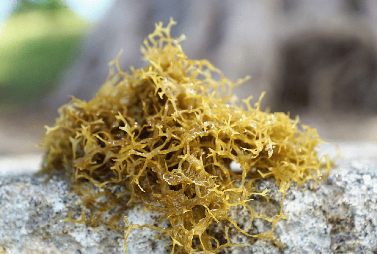 seaweed which can come in both food and fuel in future