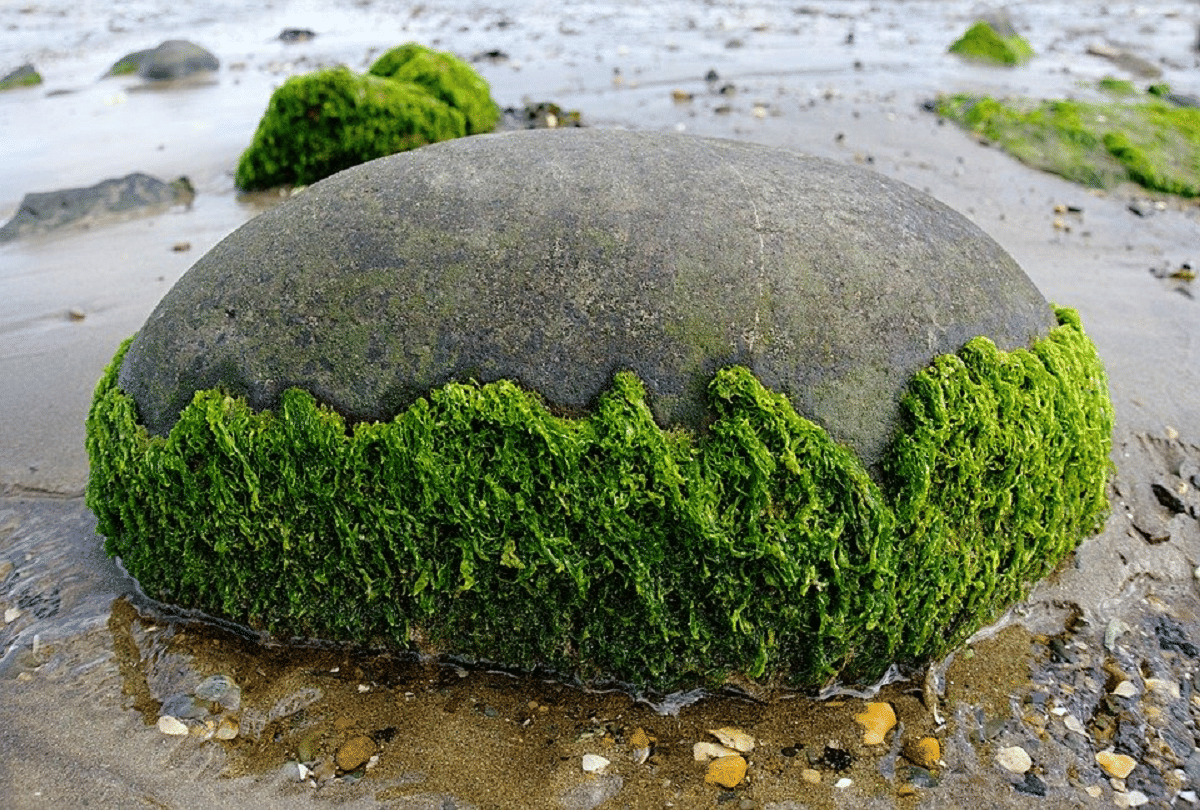 seaweed which can come in both food and fuel in future