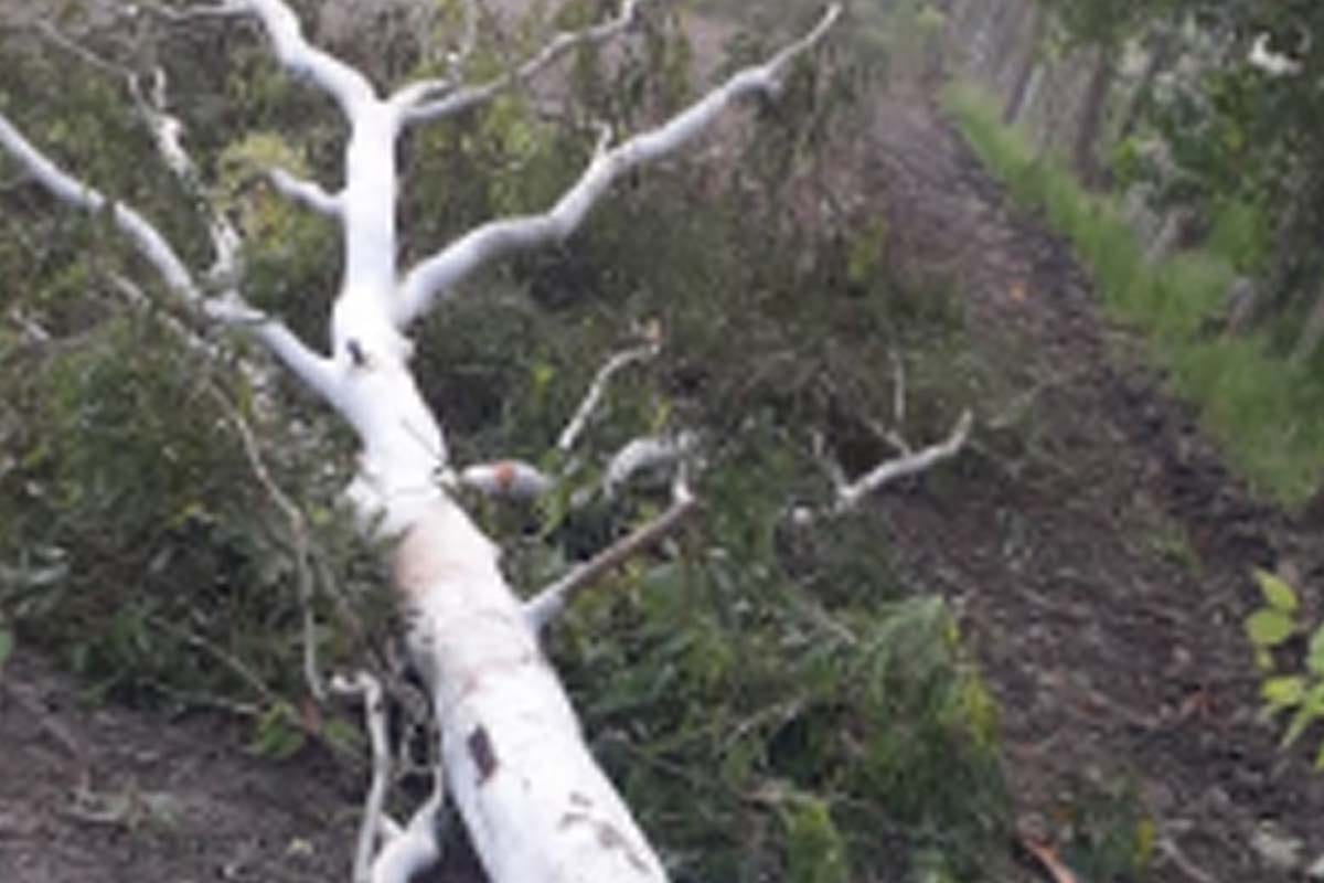tree fell on power line in Bijnor, power supply to half a dozen villages stalled for mor than twenty hours