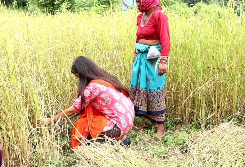 DM harvested paddy in Gadmil village